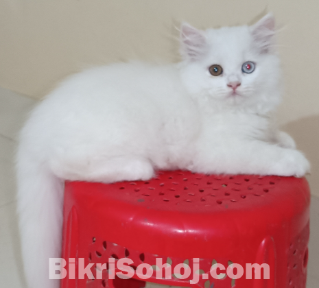 Persian Cat